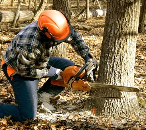 Tree Removal in Low Moor, VA